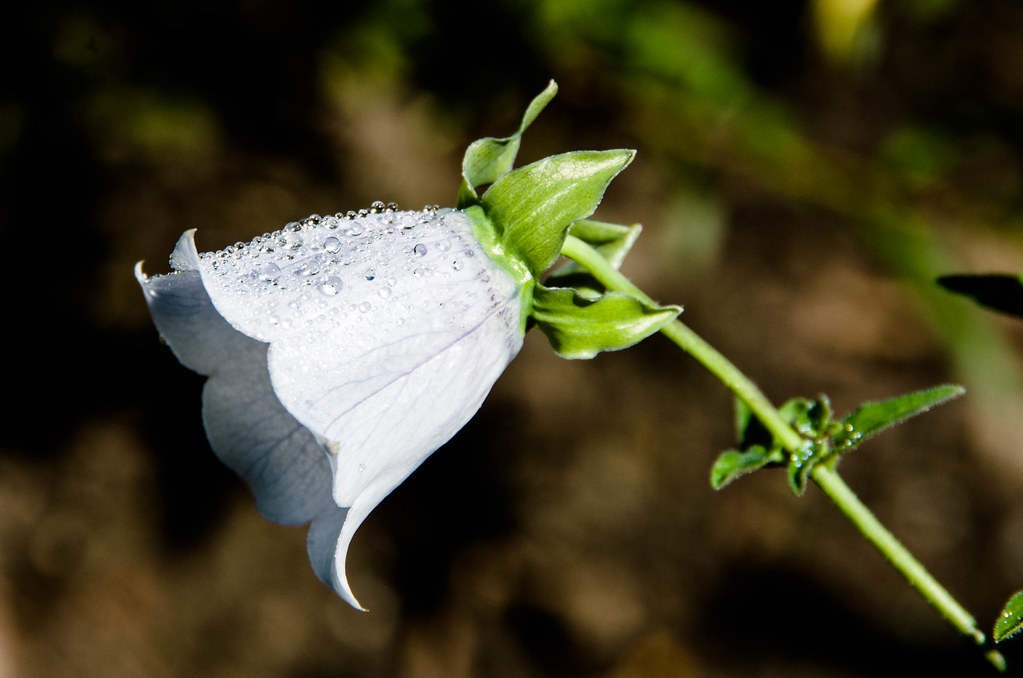 Codonopsis pilosula01.jpg